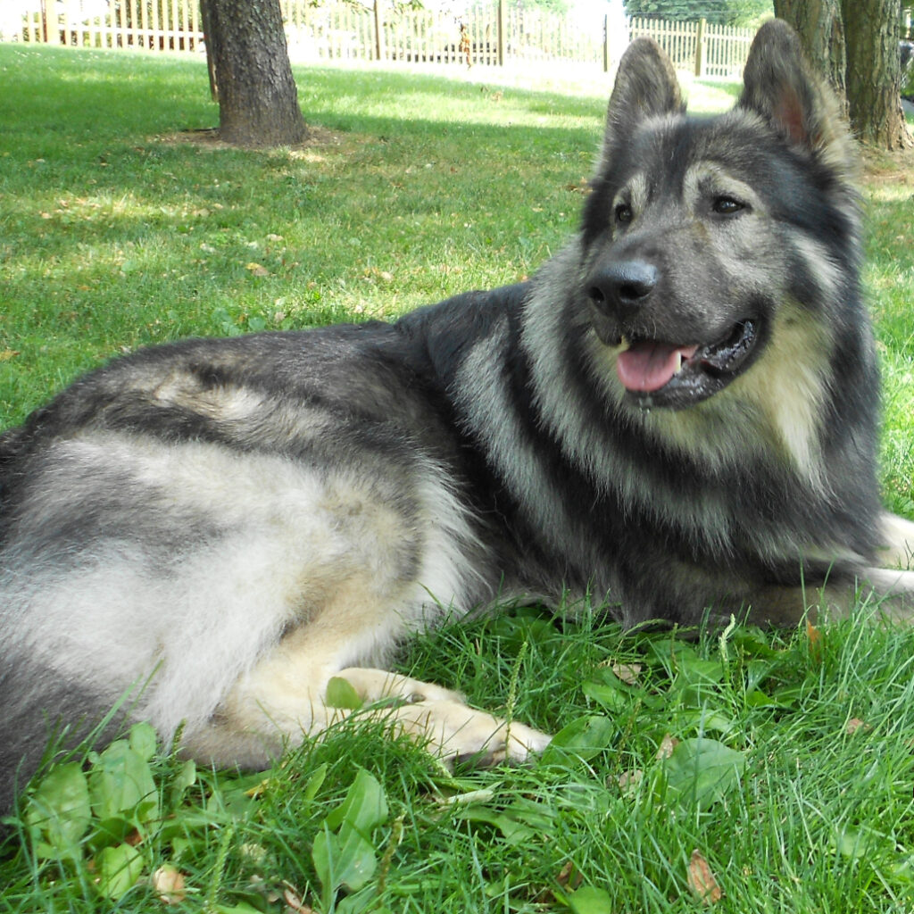 Differences Between Alsatian and German Shepherd