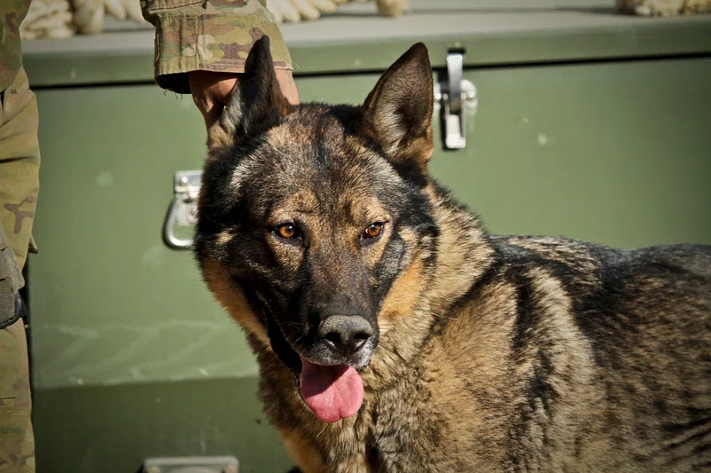 German Shephard Guard Dog