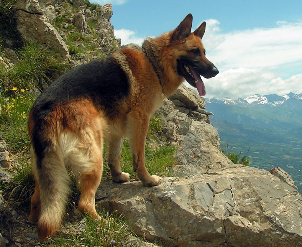 german shepherd be an outside dog