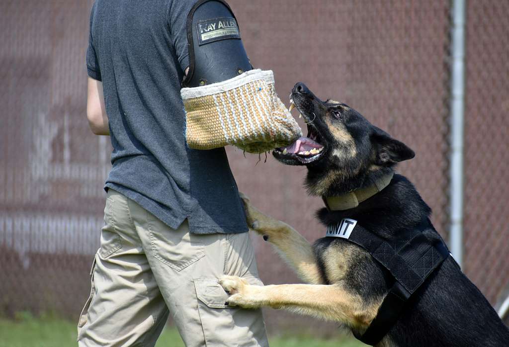 Labrador Retriever vs German Shepherd