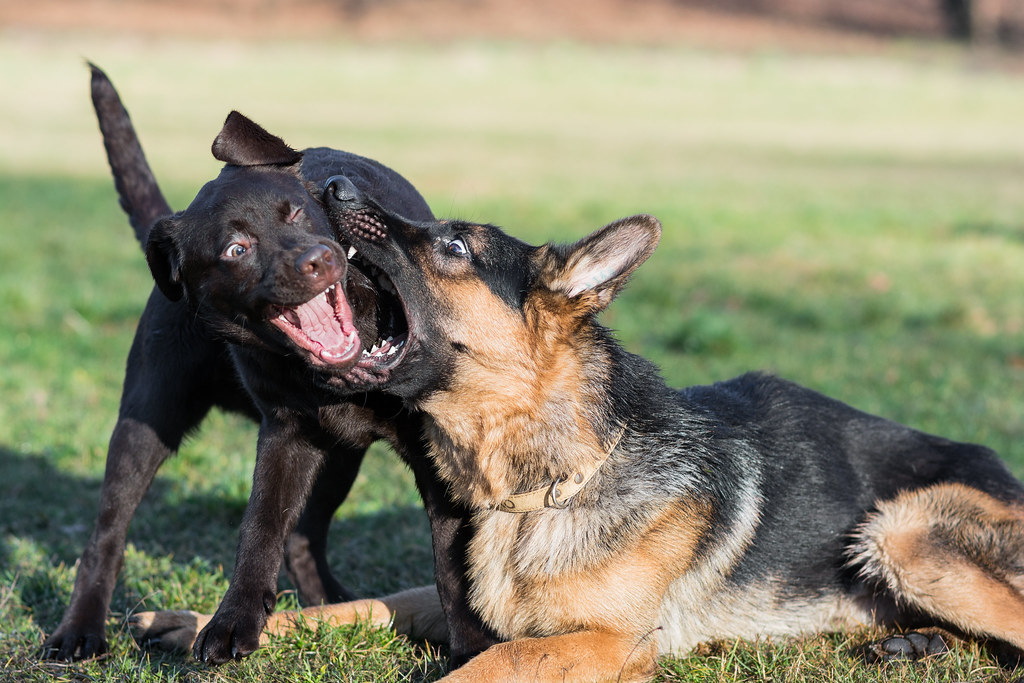 German Shephard with small dogs