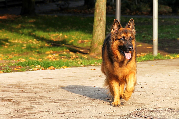 Greet a German Shepherd for the First Time