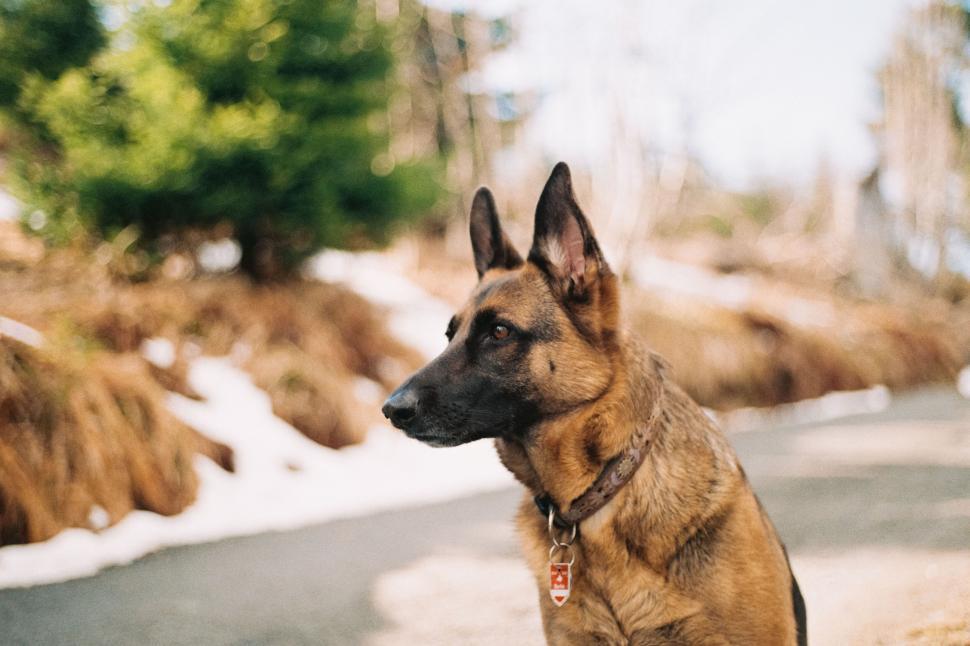 German Shephard Guard Dog