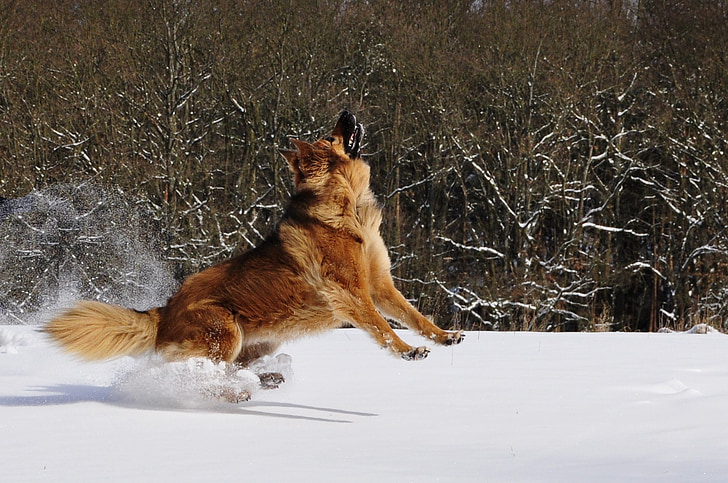 Create a Safe and Stimulating Environment for German Shepherd