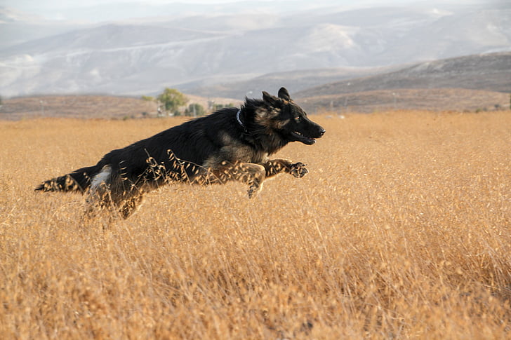 Create a Safe and Stimulating Environment for German Shepherd