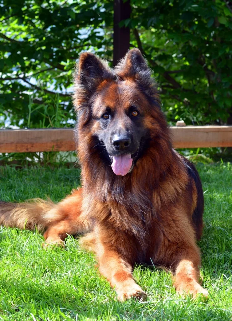 Types of German Shephard