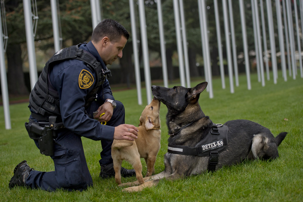 German Shephard Temperament