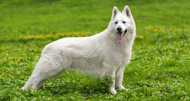 Differences Between Alsatian and German Shepherd. White German Shephard