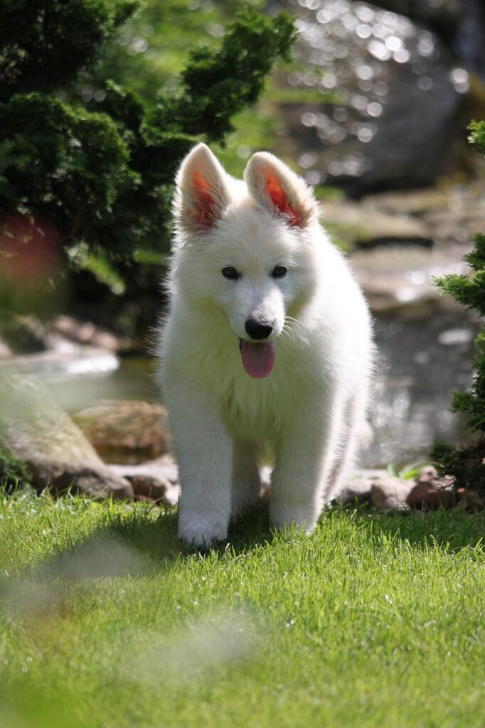 White German Shephard