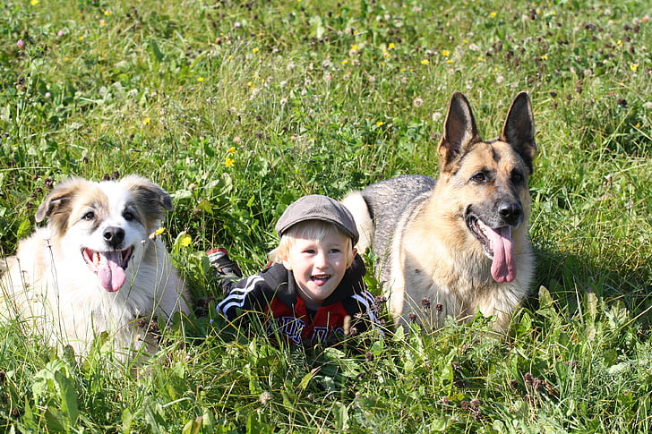 German Shepherd with Kid