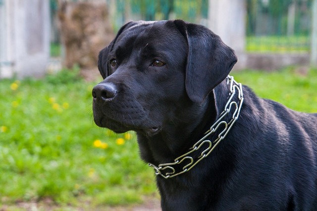 can a labrador defend itself